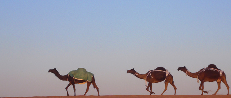 Camels at the Dhafra Camel Festival, Abu Dhabi