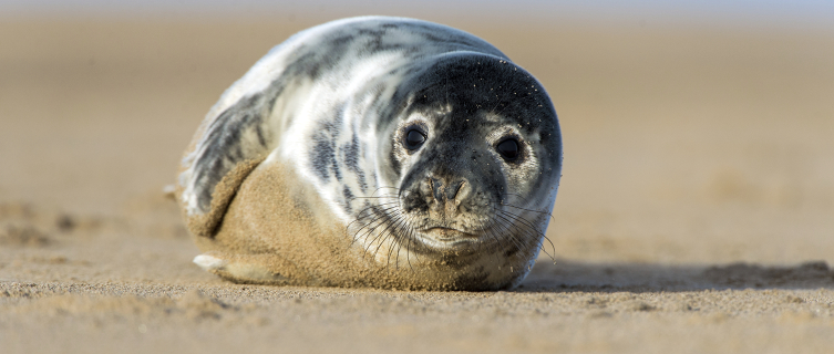 A grey seal pup on the beach