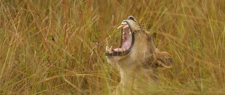 A lion yawns in the long grass of South Luangwa National Park