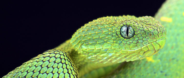Benin has striking wildlife