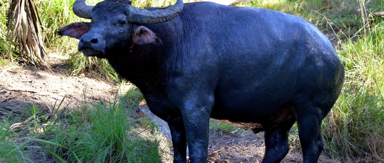 Dragon jaws can crunch the hooves and thigh bones of a buffalo