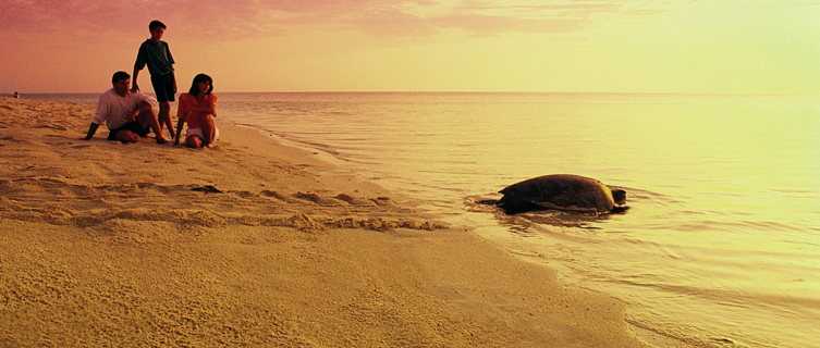 Heron Island offers a slew of animal-spotting opportunities