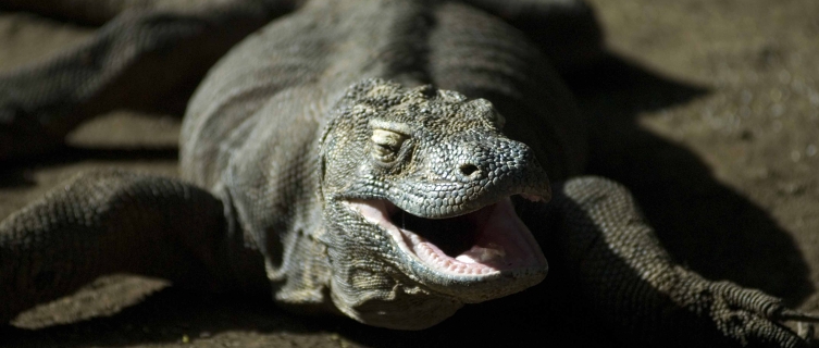 Nothing prepares for the thrill of a trek through dragon territory