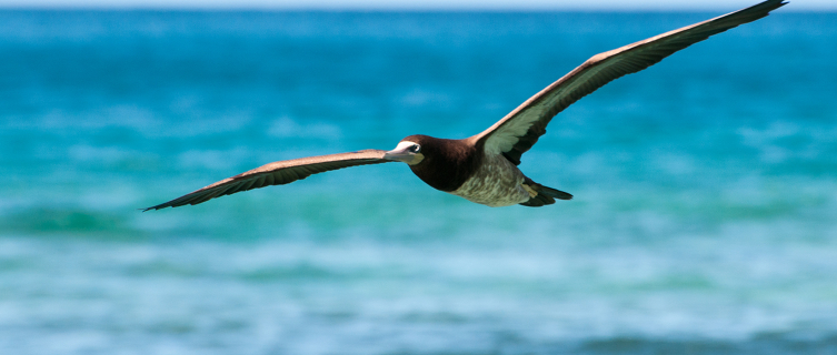 Spot a brown booby bird in the British Virgin Islands