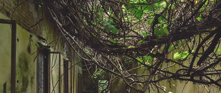 Tangled plants have taken over Venice’s Poveglia Island