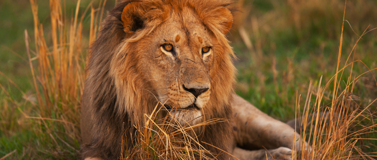 The roar of the lion can once again be heard in Rwanda