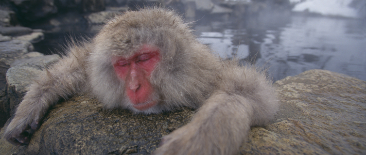 Wellness is important - we're not monkeying around