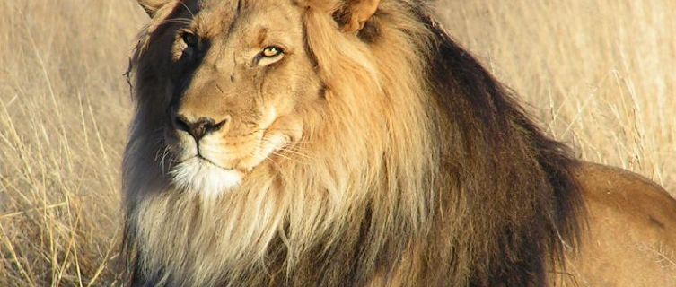 What scared a king of the jungle in South Africa this week? 