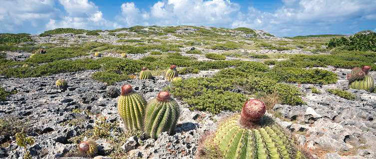 Cactii in Anguilla