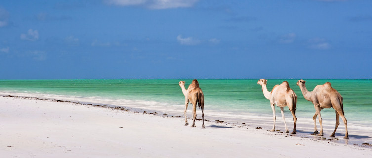 Camels on Paradise Beach, Tanzania