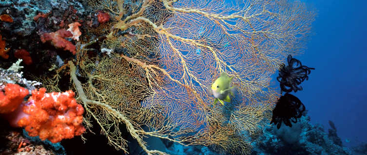 Coral Reef near the Soloman Islands