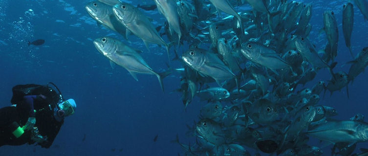 Diving is a big attraction in the Solomon Islands