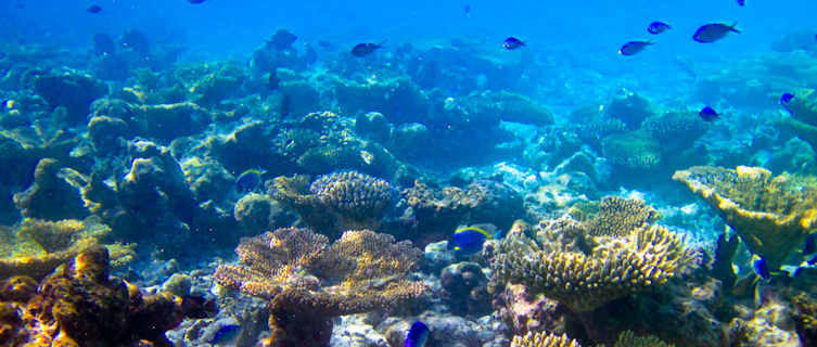 Diving off Guinea