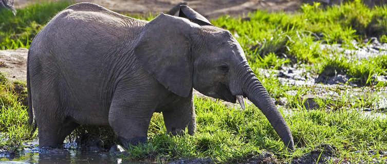 Elephant drinking from a watering hole, Swaziland