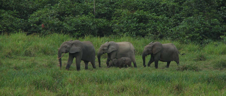 Elephants in Gabon
