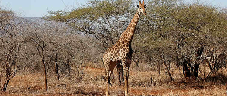 Giraffe in Swaziland's savannah