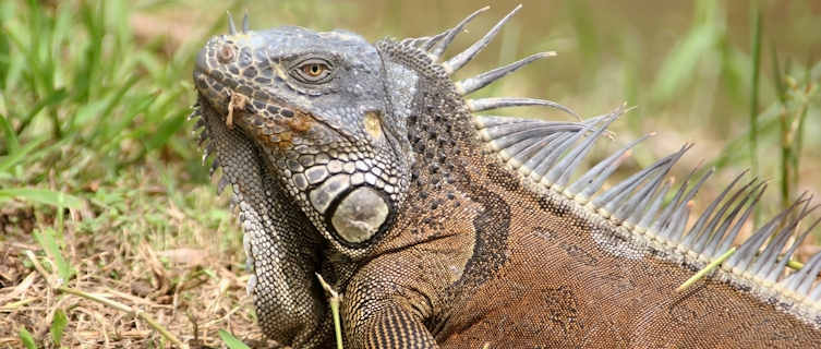 Iguana, Belize