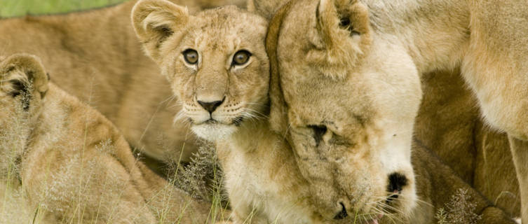 Lions in the Serengeti