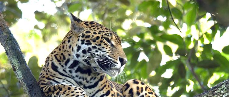 Nature is one of Belize's main attractions