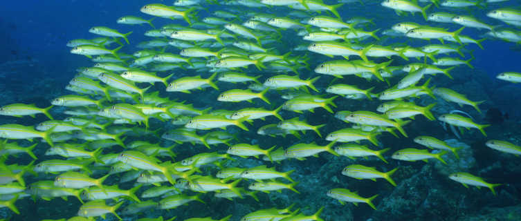 New Caledonia has many beautiful marine reserves