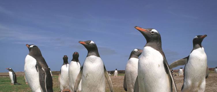 Penguins in the Falkland Islands