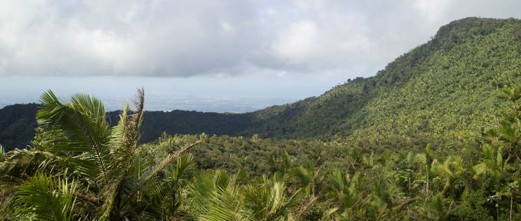 Puerto Rico's El Yunque forest reserve