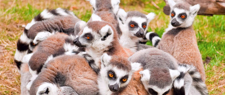 Ring tailed lemurs, Comoros