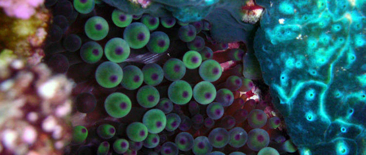 Underwater treasures, Niue