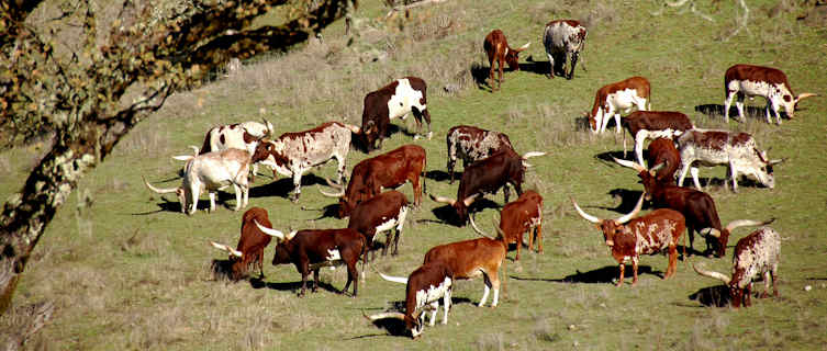 Watussi Cattle native to the Democratic Republic of the Congo
