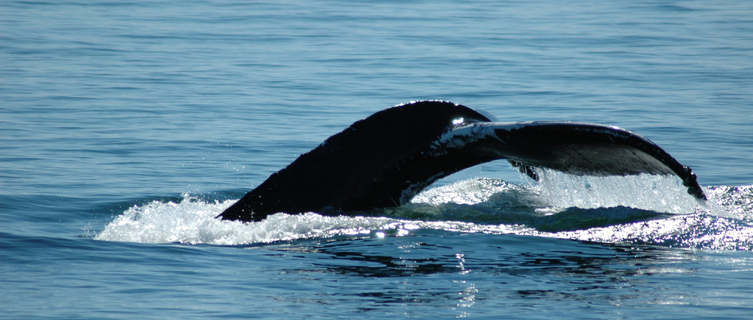 Whale watching in New Brunswick
