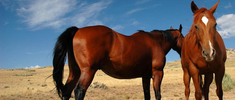 Wyoming horses