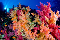 Ras Mohammed National Park boasts many coral reefs and colourful marine life